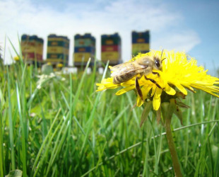 Zagroda Edukacyjna Warmińska Pszczoła 